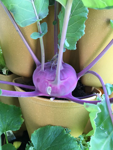 Roter Kohlrabi